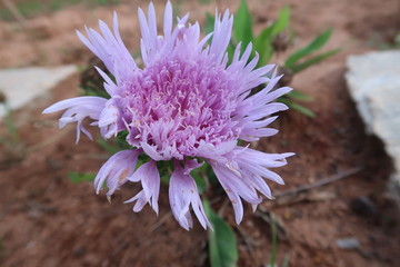 close up of a purple flower