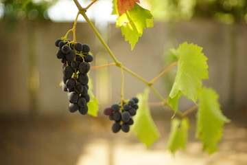 dark blue ripening grapes hang on the branch in the summer garden.