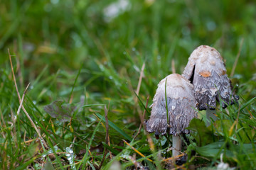 Two overripe shaggy ink caps (Coprinus comatus) in grassland