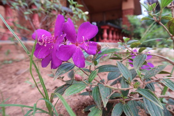 purple flowers in the garden