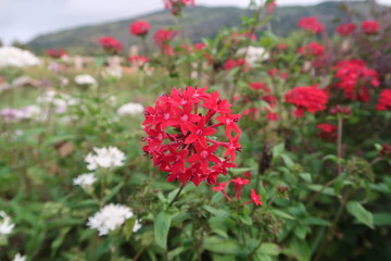 Fototapeta premium red flowers in a garden