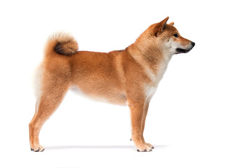 Shiba Inu dog stands sideways on a white background