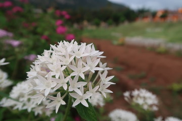 flowers in the garden