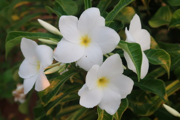 white flowers in the garden