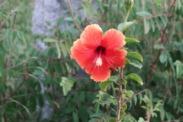 red poppy flower