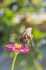 Black swallowtail butterfly perched on bright pink zinnia flower in garden in summer