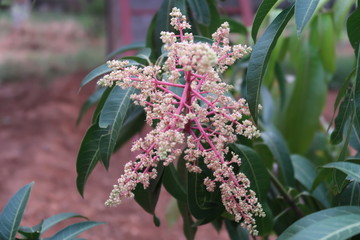 lilac flowers in the wind
