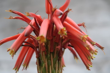 red and yellow flower