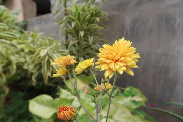 yellow flowers in the garden