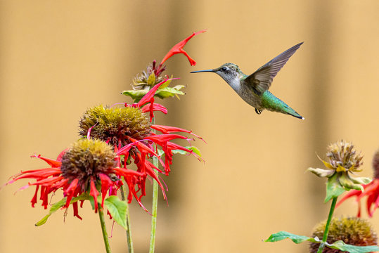 Ruby throated hummingbird flying near red monarda bee balm flowers in garden