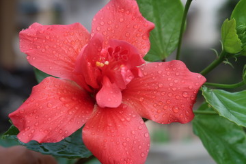 red rose with water drops