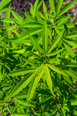 Medical marijuana pot plant growing in field on sunny day
