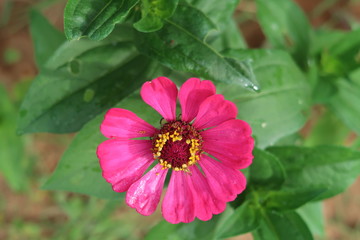 pink and white flower