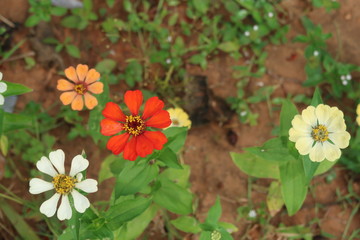 flowers in the garden