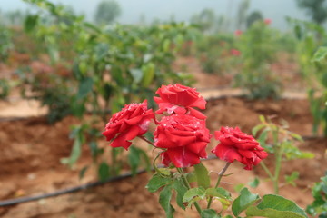 red rose in the garden
