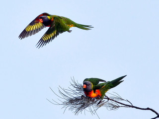 Rainbow Lorikeet flies above a second one at Cape Byron Bay, New South Wales, Australia.