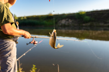 Crucian fish caught on bait by the lake, hanging on a hook on a fishing rod, in the background an...