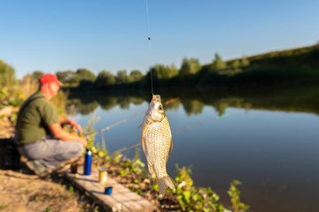 Crucian fish caught on bait by the lake, hanging on a hook on a fishing rod, in the background an...