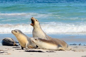 Baying seal on Seal Bay, Kangaroo Island, South Australia.