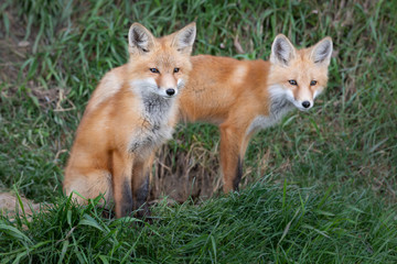 Obraz premium Red fox kit in the wild