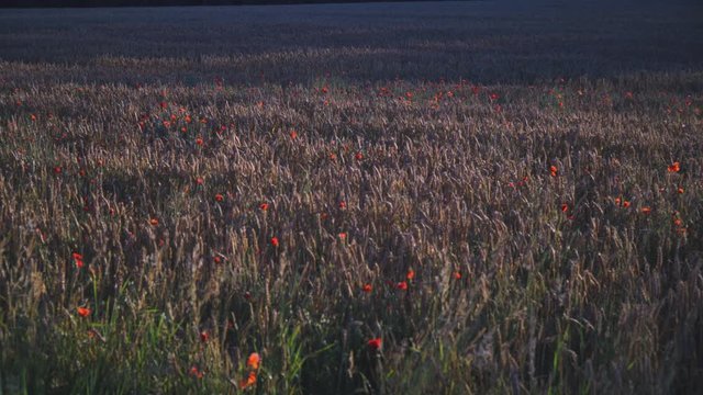 crop field sprinkled with red corn poppy, 4k