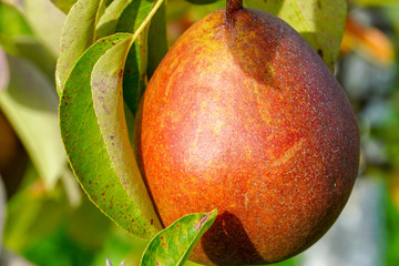A red pear on a tree
