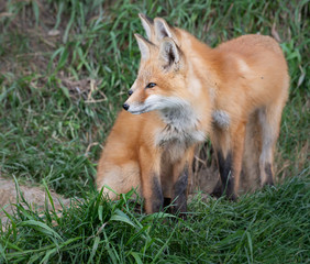 Red fox kit in the wild