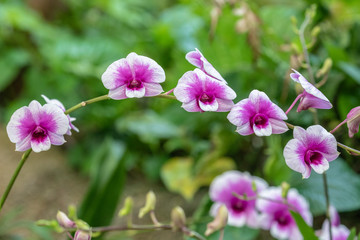 Fototapeta premium Orchid park Kuala Lumpur, Malaysia
