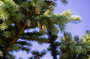 Pine Cones in the Summer