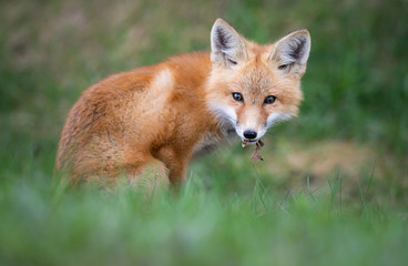 Red fox kit in the wild