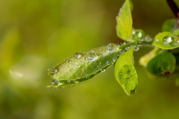 young green leaves in drops of spring clear morning dew