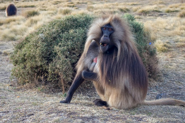 baboon sitting on the ground in the National Park Simien (Ethiopia)