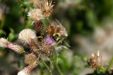 Obraz premium Bee on Thistle