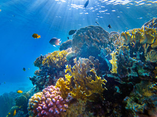 colorful corals and exotic fishes at the bottom of the red sea. beautiful natural summer background