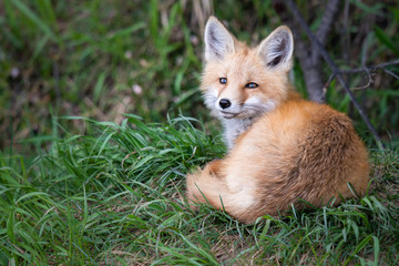 Obraz premium Red fox kit in the wild