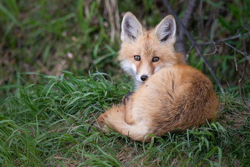 Obraz premium Red fox kit in the wild