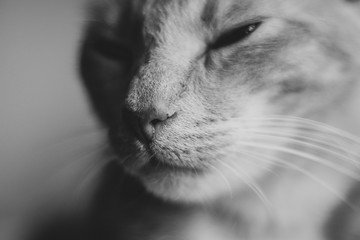 retrato gatuno