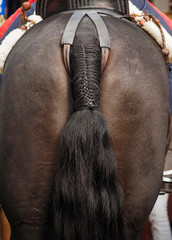 Caballo negro con su cola arreglada con una trenza