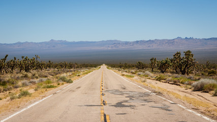A road in Joshua Tree National Park