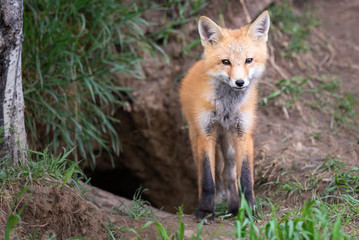 Red fox kit in the wild