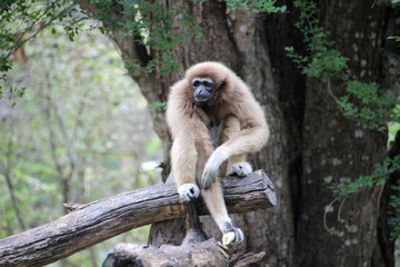 monkey resting, mammal closest to humans in body structure