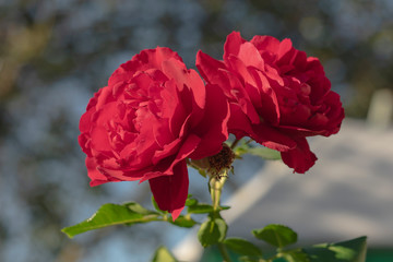 Red rose on blurred natural background