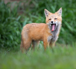 Red fox kit in the wild
