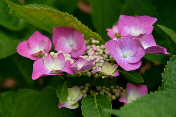 Obraz premium Hydrangea serrata beautiful pink flowering plant stock images. Beautiful pink flower images. Summer purple flower with green leaves photo images