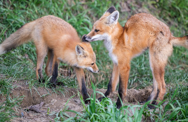 Fototapeta premium Red fox kit in the wild