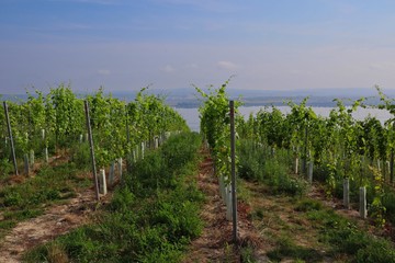 Fototapeta na wymiar Vineyard in Palava Protected Landscape Area with Nove Mlyny Reservoirs in the Distance. Green Plants of the Common Grape Vine (Vitis Vinifera) in South Moravia.
