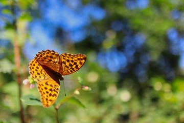 The Silver-Washed Fritillary (Argynnis Paphia) is a Common and Variable Butterfly with Deep Orange with Black Spots on the Upperside of its Wings. Beautiful Butterfly in Czech Summer Nature.