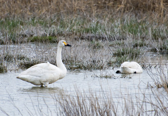 Bewick's swan on spring wetlands