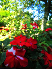 flowers in the garden