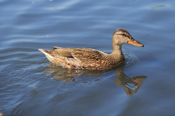 Wild duck in the river at sunny day 